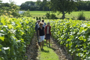 Vandring i vinodlingen