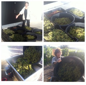 Malou med en liten del av vår härliga skörd av Solaris.