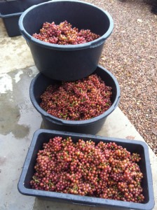 Vackra druvor med Siegerrebe.